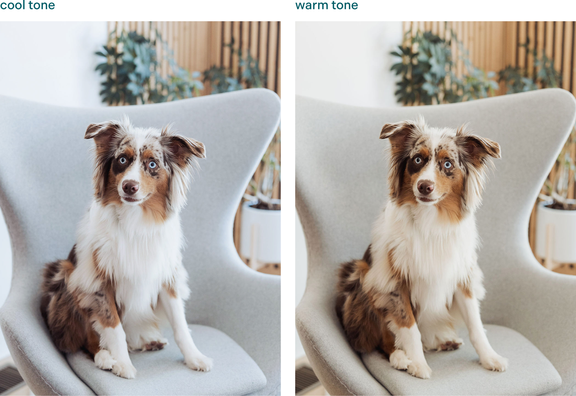 Image of a dog with a cool toned overlay compared with a warm tone overlay.